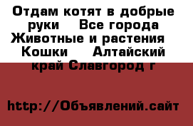 Отдам котят в добрые руки. - Все города Животные и растения » Кошки   . Алтайский край,Славгород г.